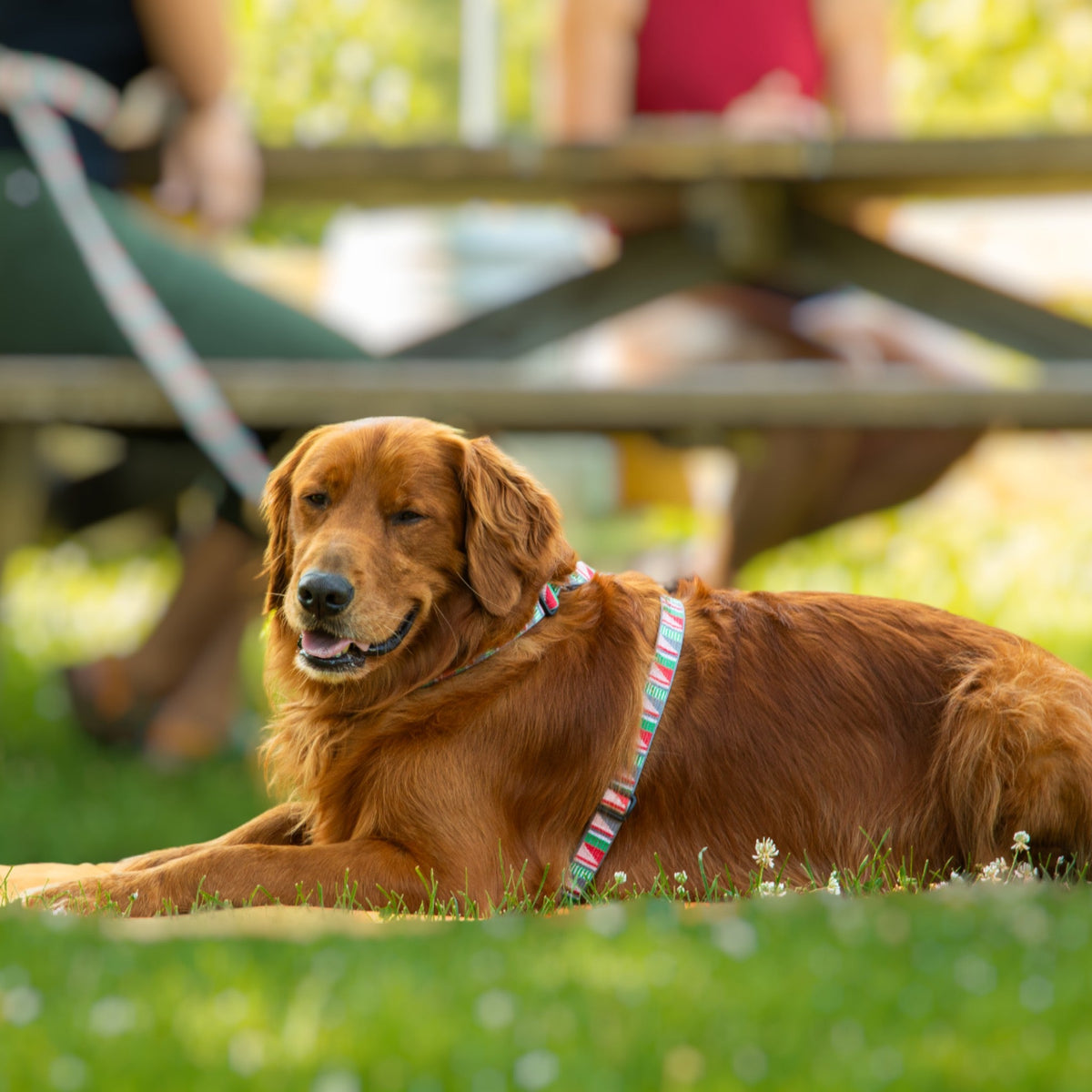 Escape Free Dog Harness 1''