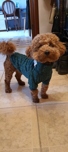 Winter Warm Knitted Turtleneck Sweater for Small Dogs or Cats